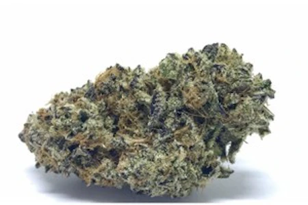 GOGI - GOGI | Disco Fever