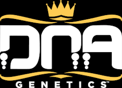 DNA GENETICS - DNA Genetics - Seeds 10 ct. Feminized - Bruised Banana