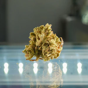 HGWS - Hella Jelly (HGWS)