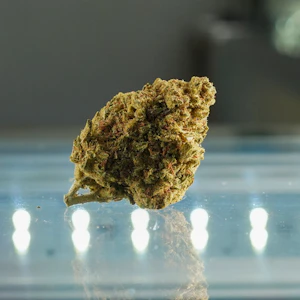 HGWS - Royal Highness #47 (HGWS)