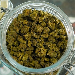 HGWS - Tangie (HGWS)