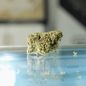 Snowland - Grown Rogue