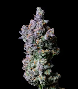 ALTERNATIVE SOLUTIONS - Duct Tape 1 Gram Jar By Alt Sol