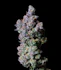 Product Preview Image 1