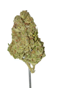 BUDJET - BUDJET - LAVENDER JACK - FLOWER - 3.5