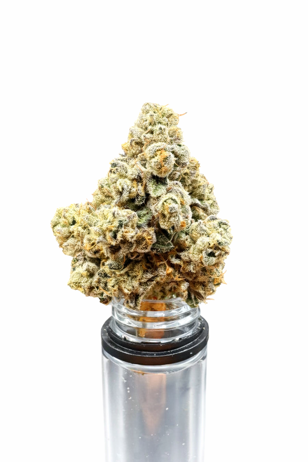 The Kolektor | Black Maple - 3.5g - Flower 