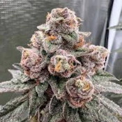 White Cherry 3.5GM (H)