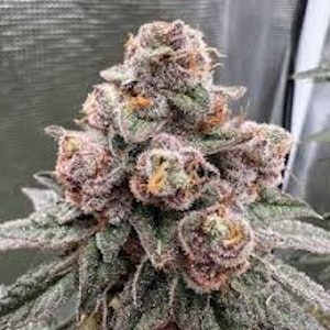 HDH Farms - Queen Drip 14GM (H)