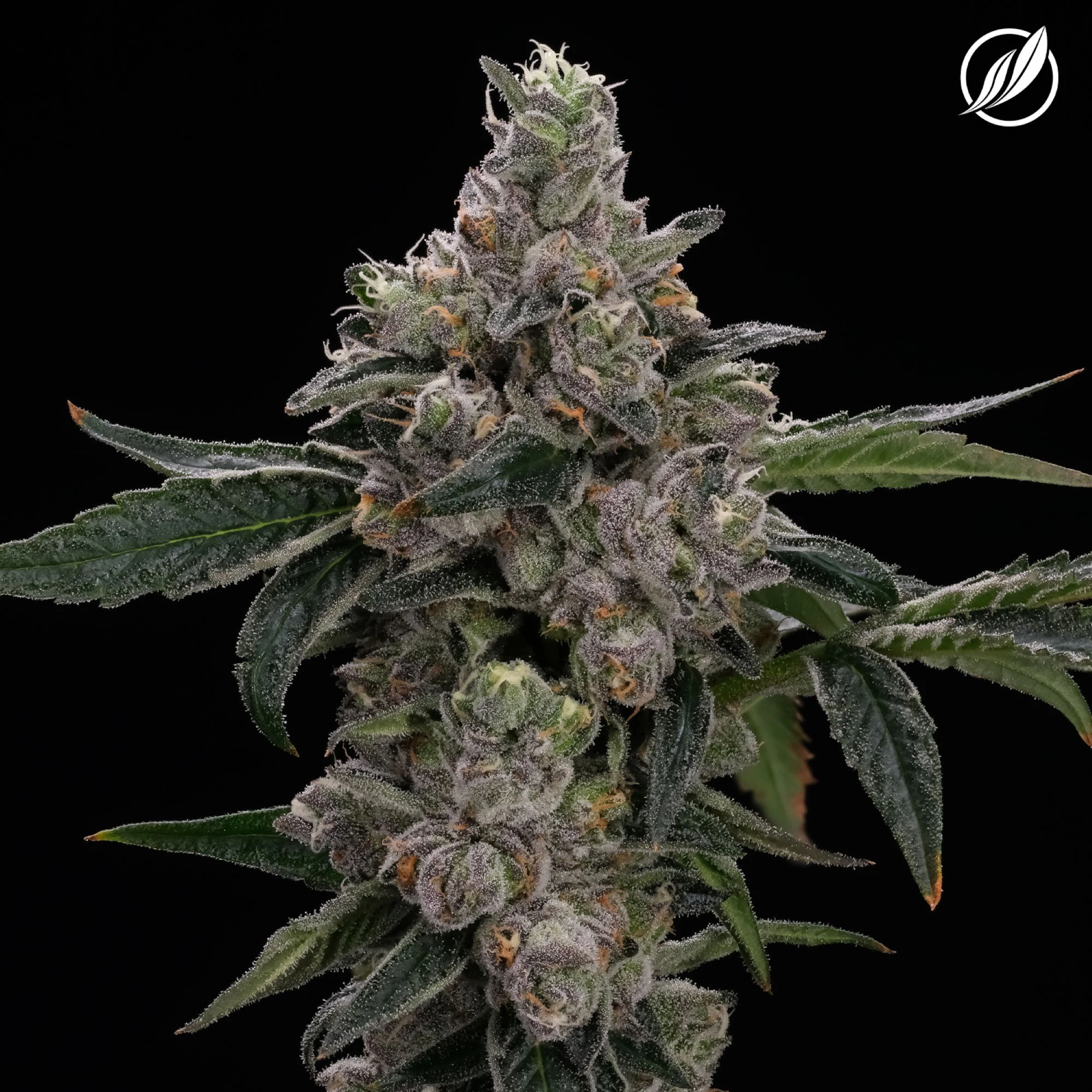 CT Pharma - Dieselato Flower H 26036 Main Image