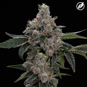 CT Pharma - Dieselato Flower H 26461