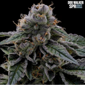 Dog Walker - Flower - SPR - 3.5g