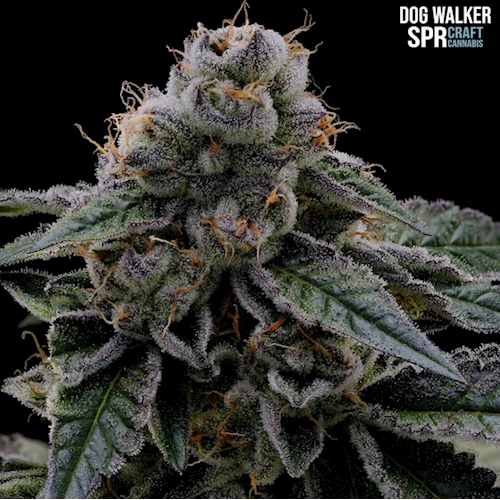 Seattle's Private Reserve - Dog Walker - Flower - SPR - 3.5g Main Image