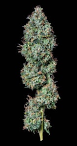 ALTERNATIVE SOLUTIONS - Chem 91 - 3.5G Jar By Alt Sol