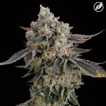 CT Pharma - Dosilato Flower I 26453 Main Image