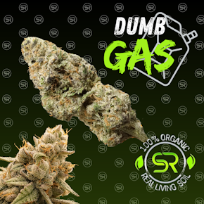 Dumb Gas - Buds (Hybrid)