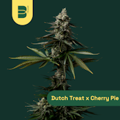 The Botanist | Flower | Dutch Treat x Cherry Pie | 14g