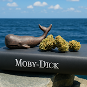 Moby Dick - 3.5g - Pudding Hill Farm