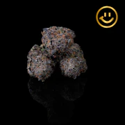 Excolo | Cheddar Cheese | indoor flower