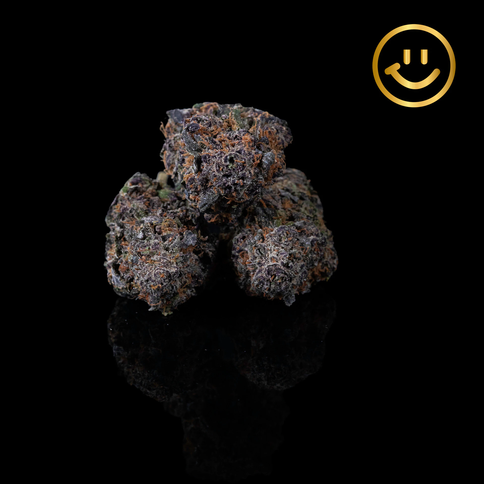 Excolo - Excolo | Cheddar Cheese | indoor flower Main Image