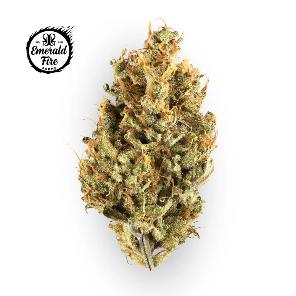 EMERALD FIRE (OK) - Total Eclipse Bulk Flower - EMERALD FIRE Main Image
