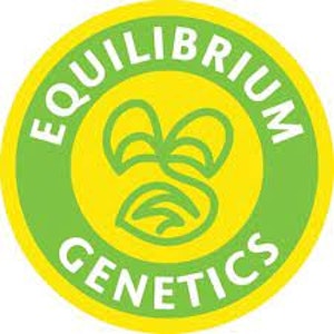 EQUILIBRIUM - Equilibrium Runtz x Jealousy Clone PD