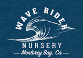 WAVE RIDER: Gelato 33 28g (I)