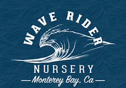 WAVE RIDER: Gelato 33 28g (I)