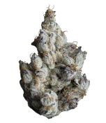 Maven Genetics | FKAFL | 3.5g