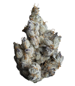 Maven Genetics | FKAFL | Smalls | 14g