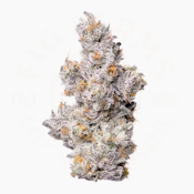 Fig Farms - Shady Scotty - Premium Indoor - Indica - 3.5g