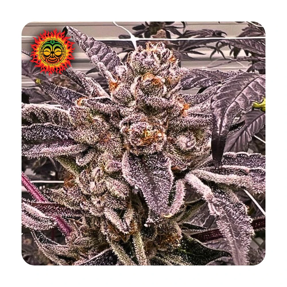 Fire Island - Grandi Guava Bulk Flower - FIRE ISLAND Main Image