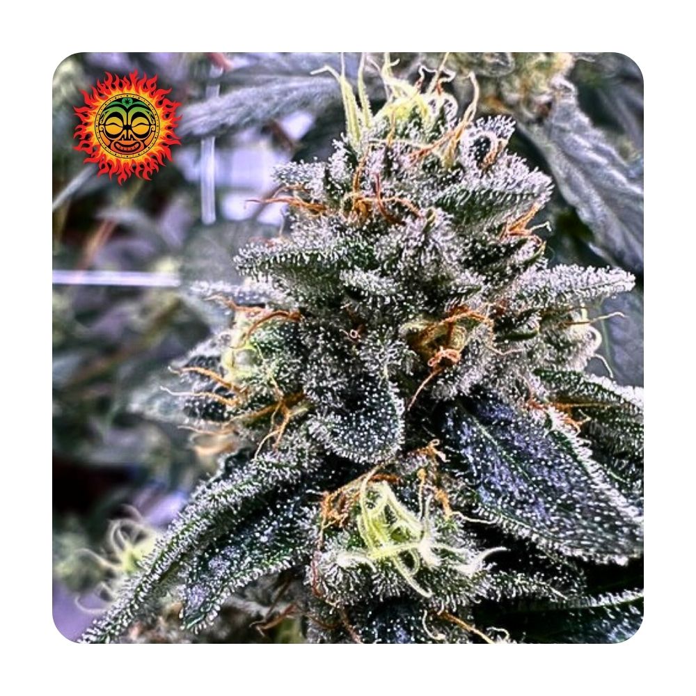 Guava Barz 5 Bulk Flower FIRE ISLAND