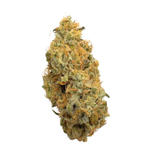 PRUF CULTIVAR - Marshmellow #10, Indoor