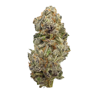 COLD FRAME FARMS - Glitter Bomb, Indoor