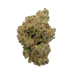 Kaprikorn - Southern Sunset, Indoor