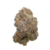 Forbidden Boof, Indoor