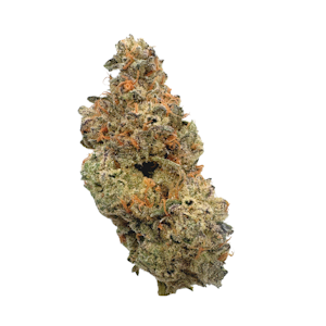 PRUF CULTIVAR - Ursa Major, Indoor