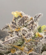 [REC] Brighterside | Stank Breath | 3.5g Flower