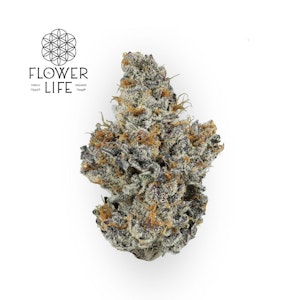 Flower of Life - Big Ben's Baby Bulk Flower - FLOWER OF LIFE