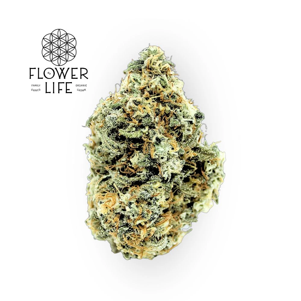 Flower of Life - OK - Sacred G Bulk Flower - FLOWER OF LIFE Main Image