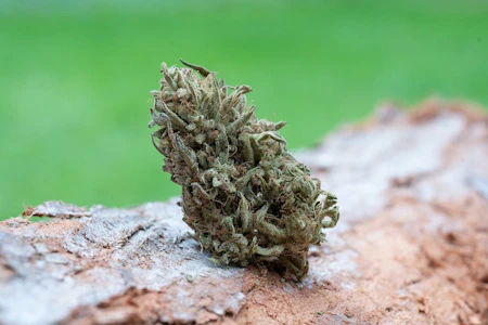 Farm Cut - Four Directions - 7.5g (H) - Farm Cut