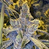 Bulk Flower | Rare Michigan Genetics | Frozen Daiquiri