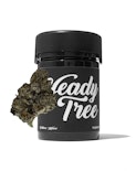 Heady Tree - Future Haze - 3.5g - Flower