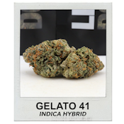 Gelato 41