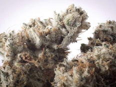 Hendrx Clone - Rooted Plug - Gorilla Glue #4