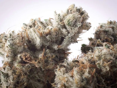 Hendrx Clone - Hendrx Clone - Rooted Plug - Gorilla Glue #4