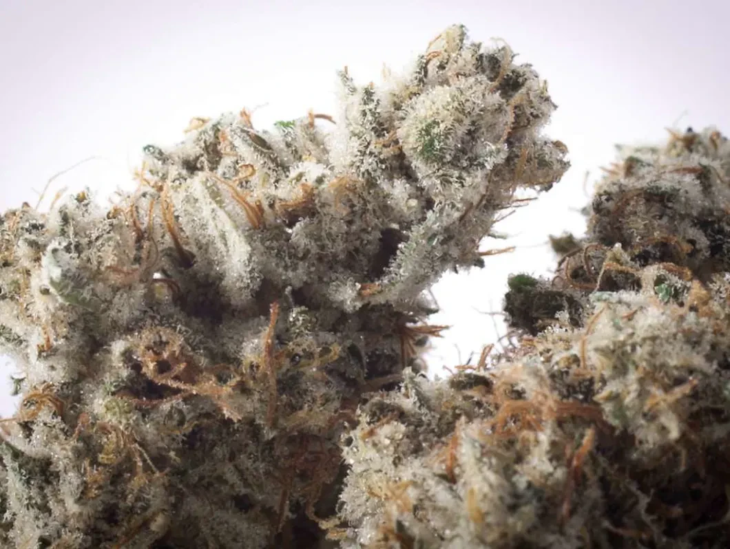 Hendrx Clone - Hendrx Clone - Rooted Plug - Gorilla Glue #4 Main Image