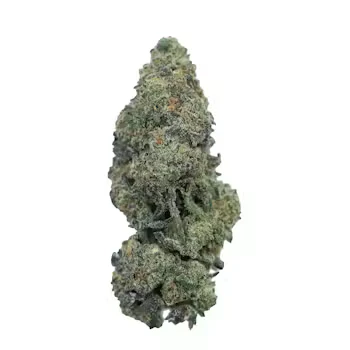 COASTAL ROOTS - Coastal Roots | Space Runtz | 3.5g Flower | 3.5g Total [H] Main Image