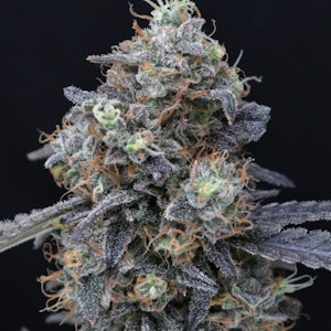 Wicked - Wicked | Bolo Runtz