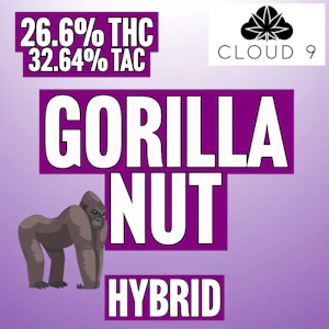 Cloud 9 Canna - Cloud 9 | Gorilla Nut